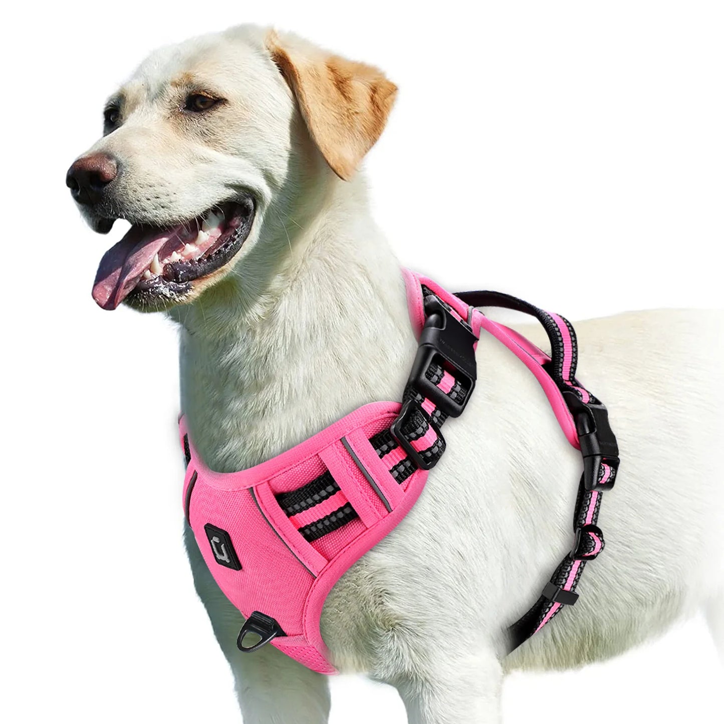 Harnais Pour chien