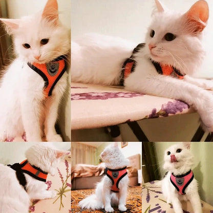 Harnais Gilet avec Laisse de Marche pour Chien