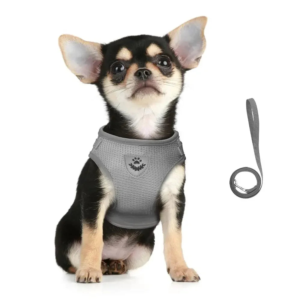 Harnais Réglable et Laisse pour Chats &amp; Petits Chiens
