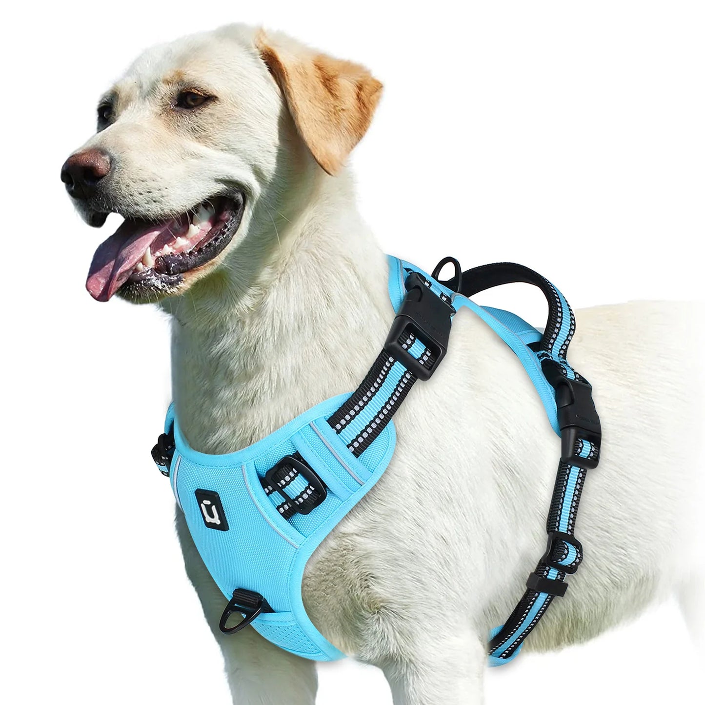 Harnais Pour chien