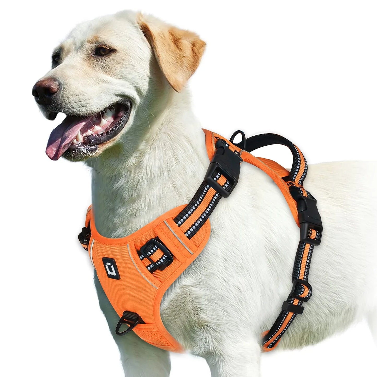 Harnais Pour chien