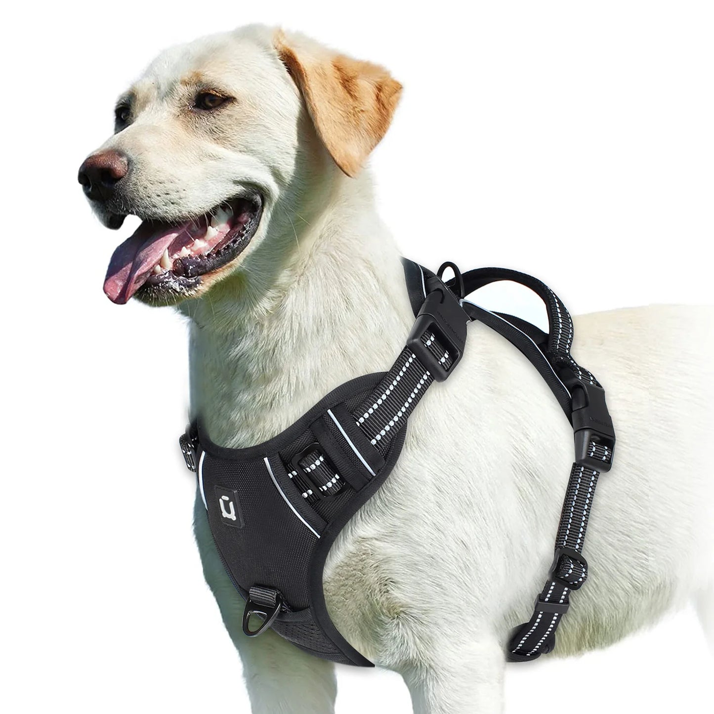 Harnais Pour chien
